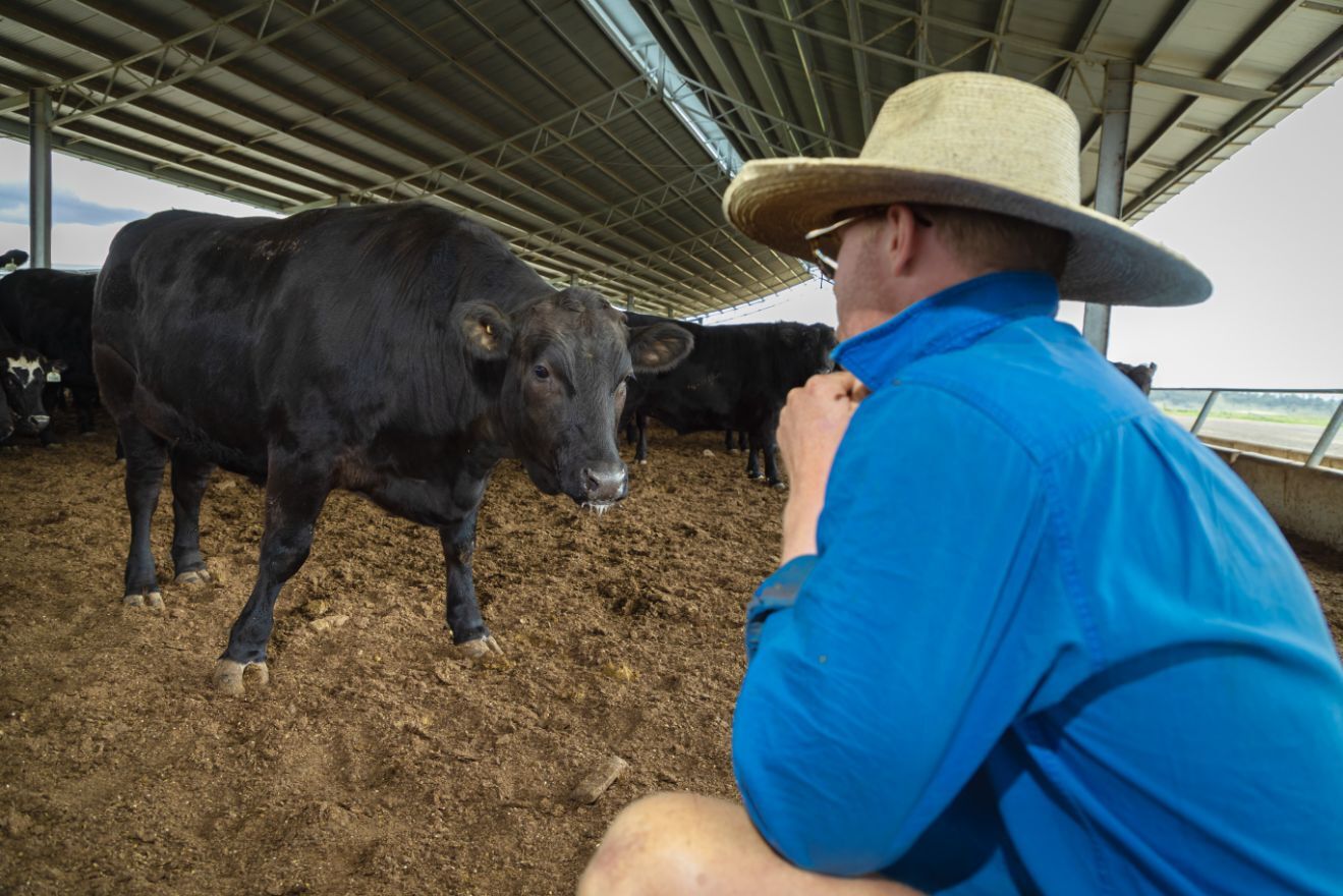 Elbow Valley Beef_LR (9)