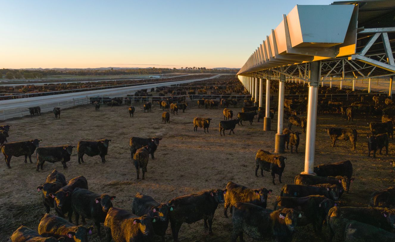 Rangers Valley curved Ridgeback beef feedlot shade structure by Entegra